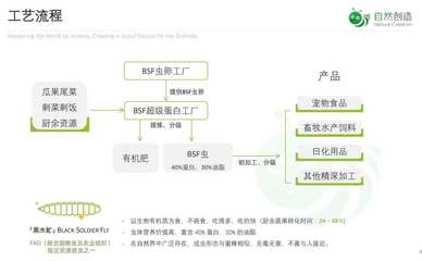 国内昆虫蛋白研究还在起步,“自然创造”想切入黑水虻全产业链开发